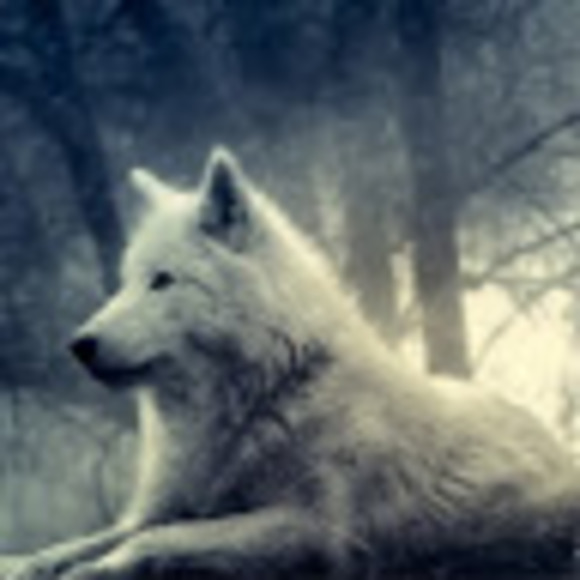 wolfflame1582